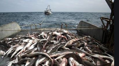 Уловът на риба намалял с до 40% през 2020 г.